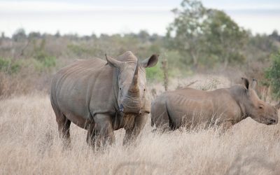 Draken renews its commitment to saving the rhino